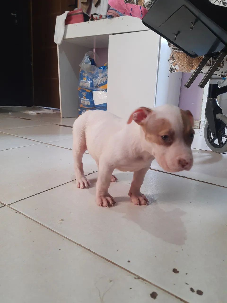 Pitbull original ! Trelilique