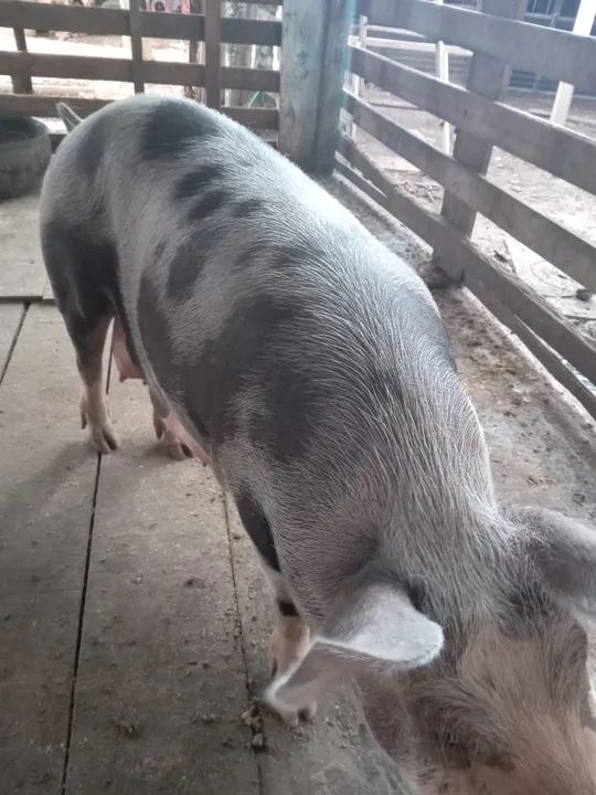 Filhotes de porco para venda - Foto 5