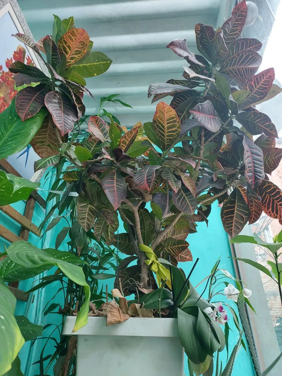 Planta Crotón com vaso  - Foto 2