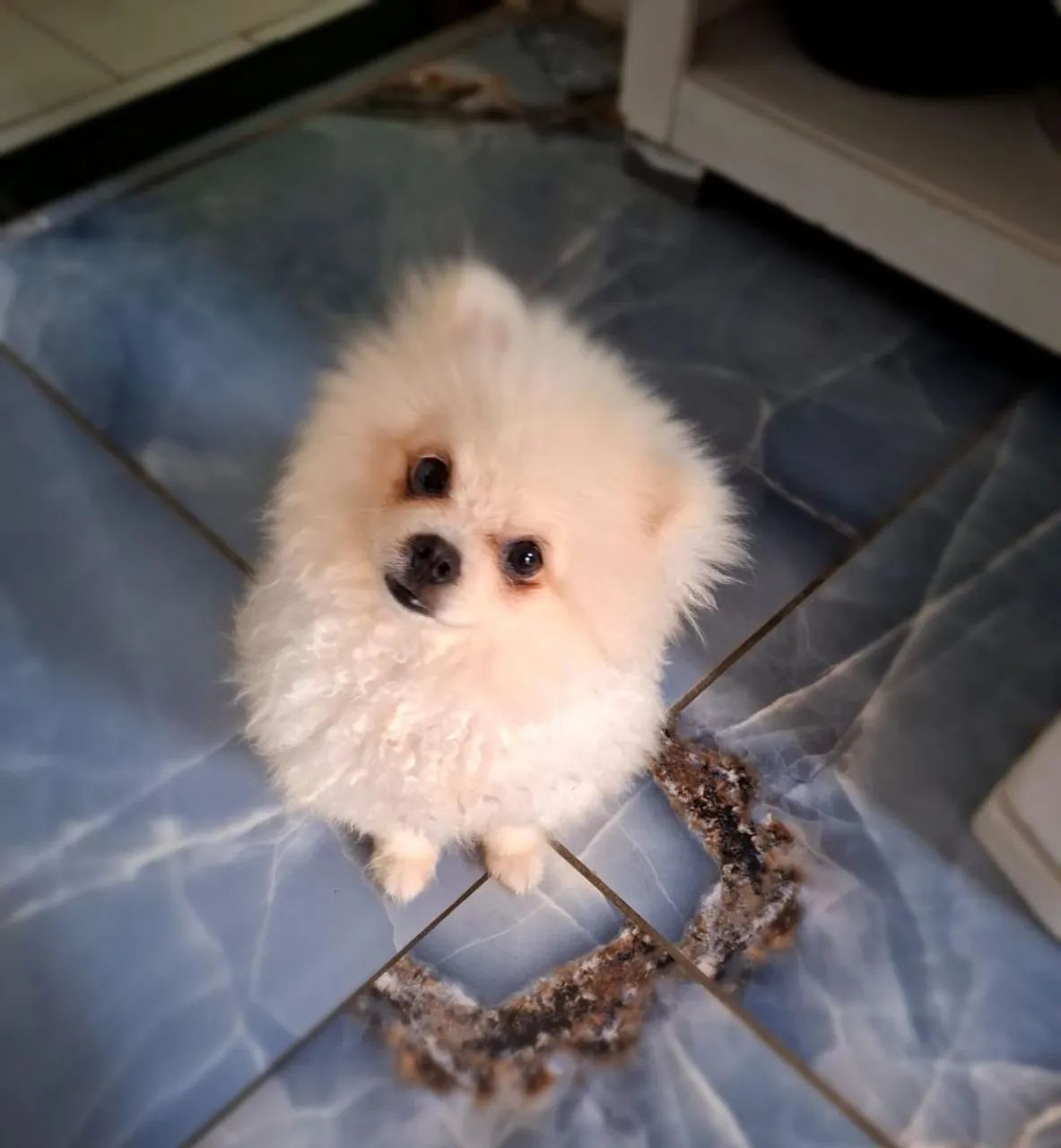 Vende se Splinte alemão ( Lulu da Pomerânia) - Foto 4