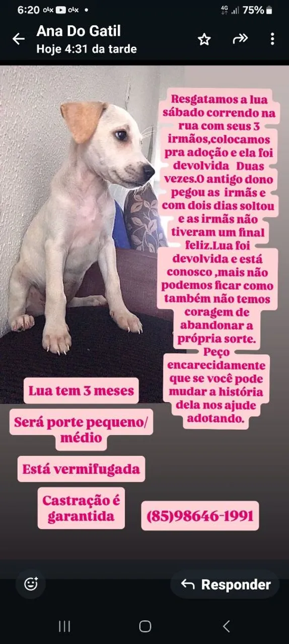 Lua: Filhote para adoção urgente