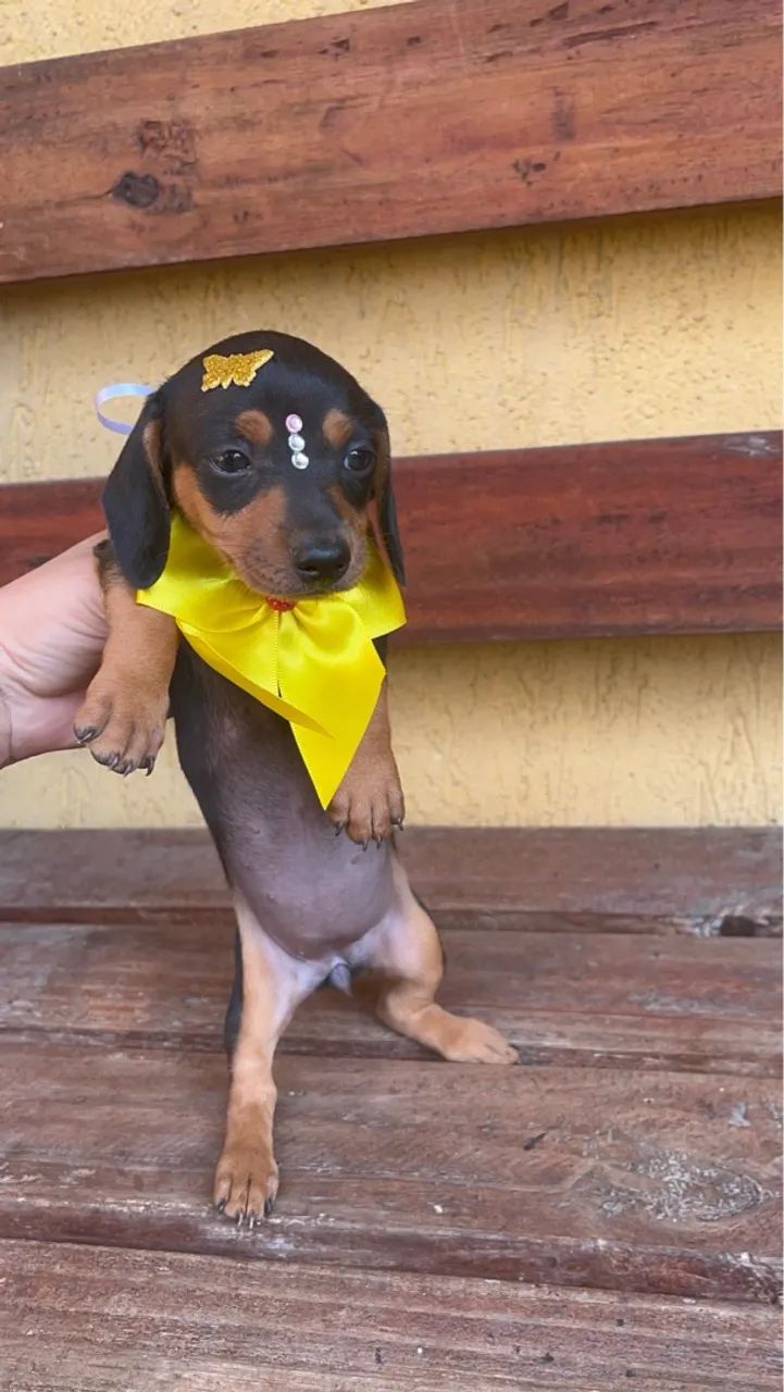 Basset Dachshund Fêmea mine preta e canela pedigree opção