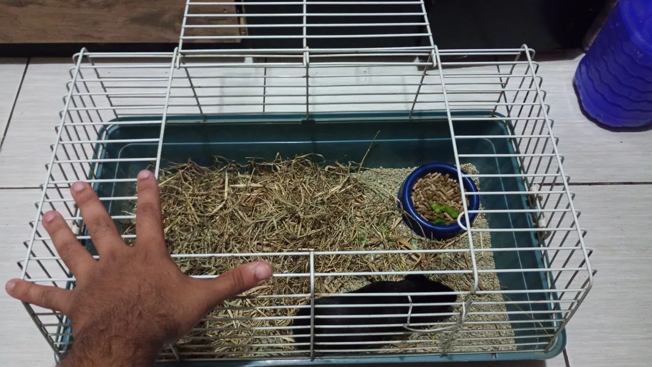 Porquinho da índia + Gaiola64167793829377121