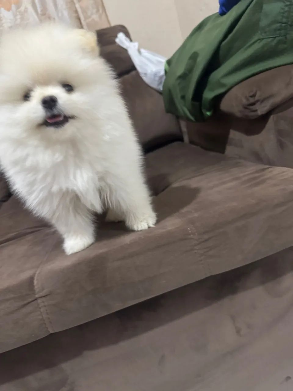 Filhótes de Lulu da pomerania  - Foto 5
