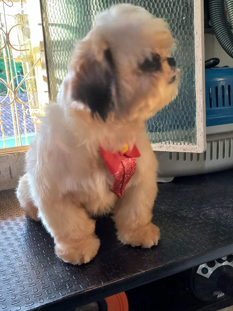 Shih tzu macho a venda