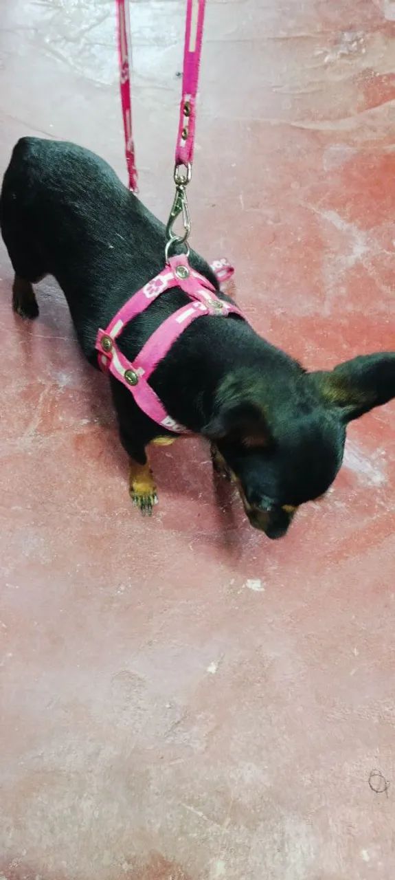 Procuro um namorado para minha Pincher número 0. Posso está levando até a sua casa p.cruza - Foto 2