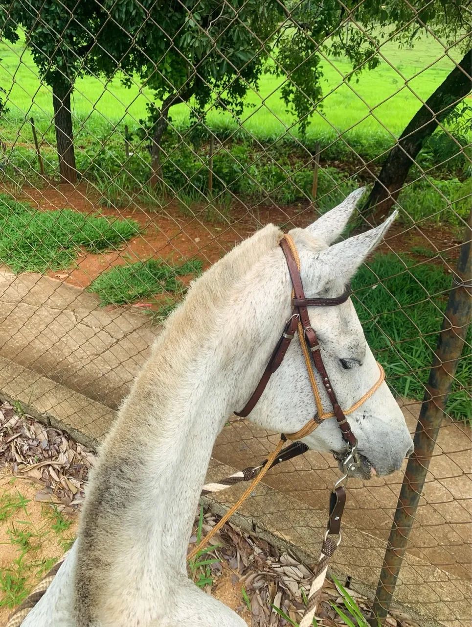 Vendo égua excelente na picada 