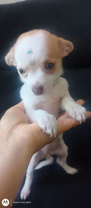 Vendo lindíssima filhote de chihuahua fêmea particular super promoção  - Foto 2