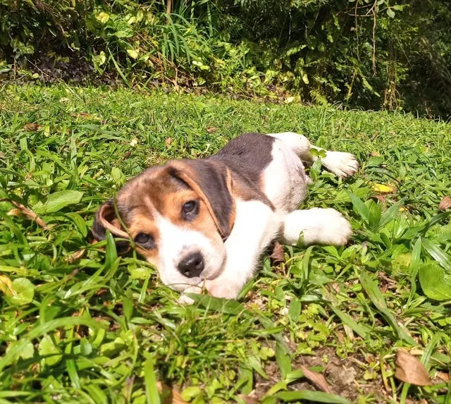 Filhotes de Beagle Mini - Vacinados, Saudáveis e Muito Alegres!