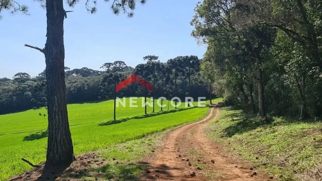 Lote em Rua Faustino Sabotta - Zacarias - São José dos Pinhais/PR - Foto 5
