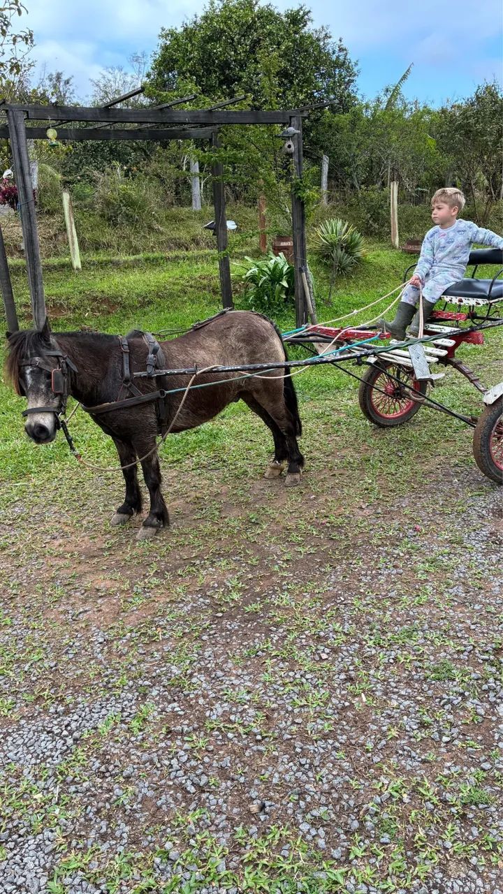 Charrete e carrocinha para pônei 