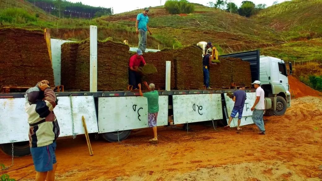 Grama Do Produtor - Foto 3