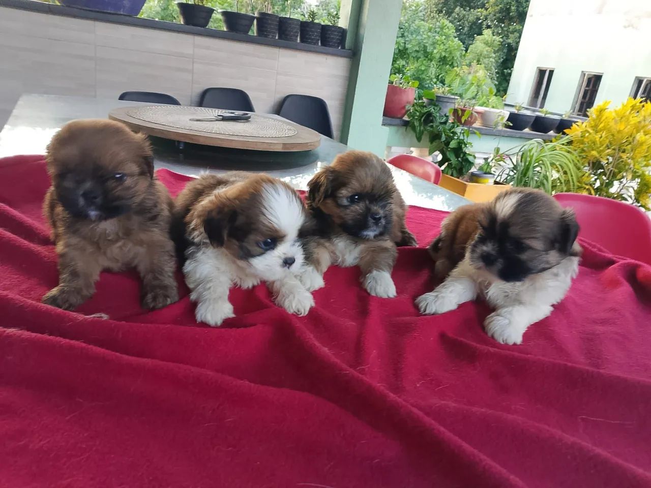 Shih tzus filhotes  promoção 700$$ - Foto 6