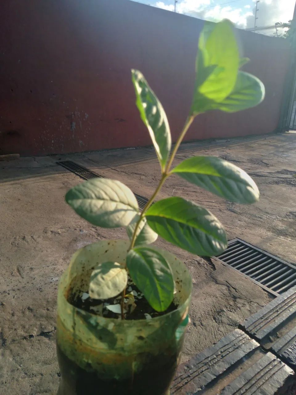 Frutíferas  - Foto 5