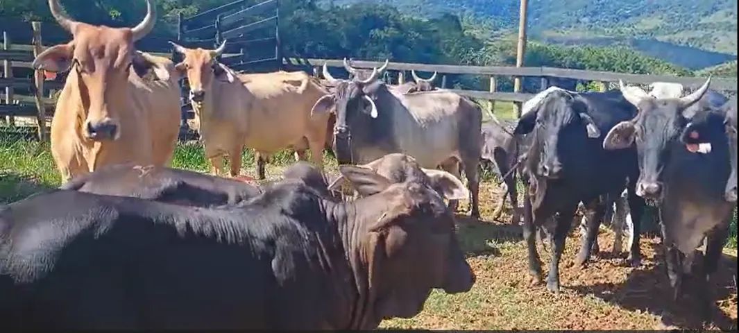 Vacas Paridas - Foto 3