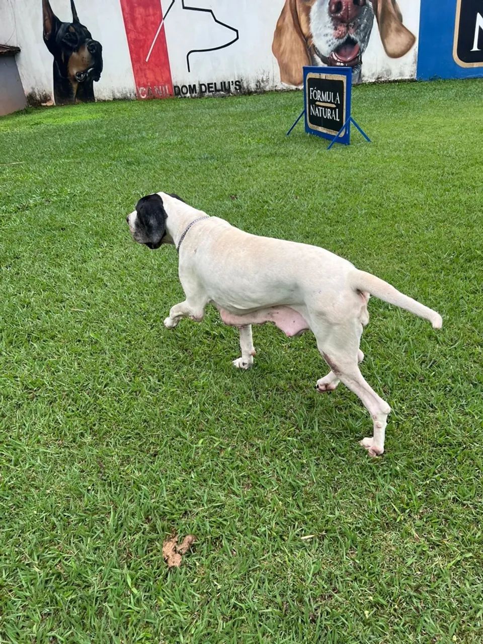 Dogue alemão fêmea  - Foto 5