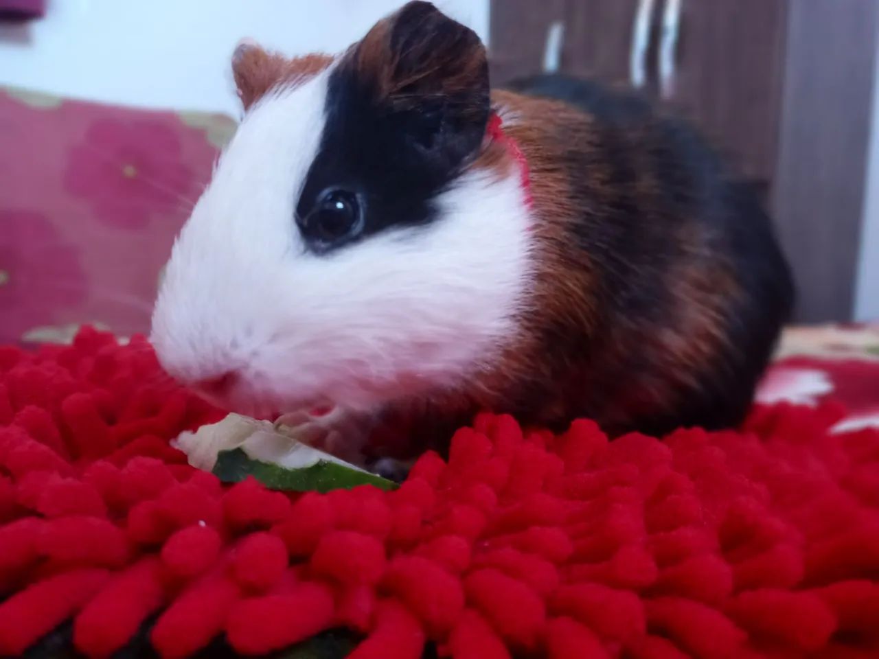 Porquinho da inda fofinho para adoção - Foto 6