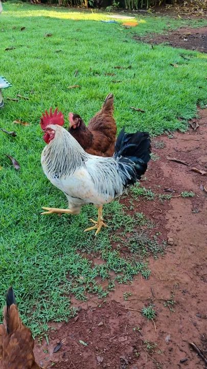 Galo De Seleção - Genética para Ovos Multicoloridos - Foto 3