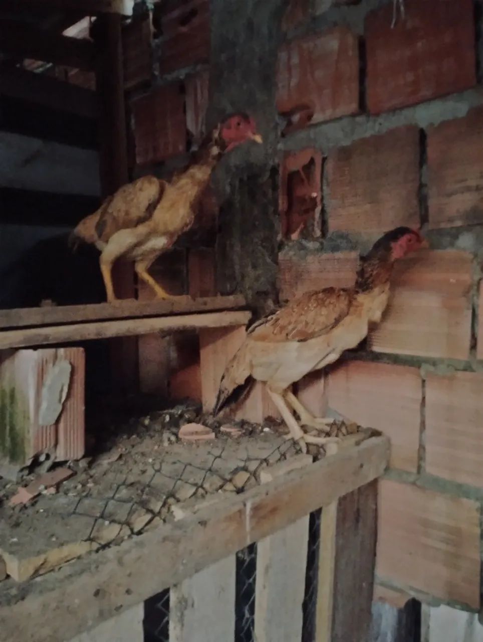 Galinhas cariocas  - Foto 4