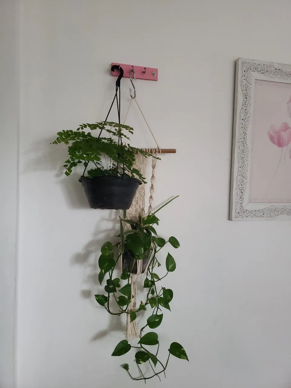 Plantas penduradas com suporte macramê