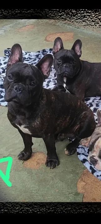 Bulldog machinhos com pedigree  - Foto 3