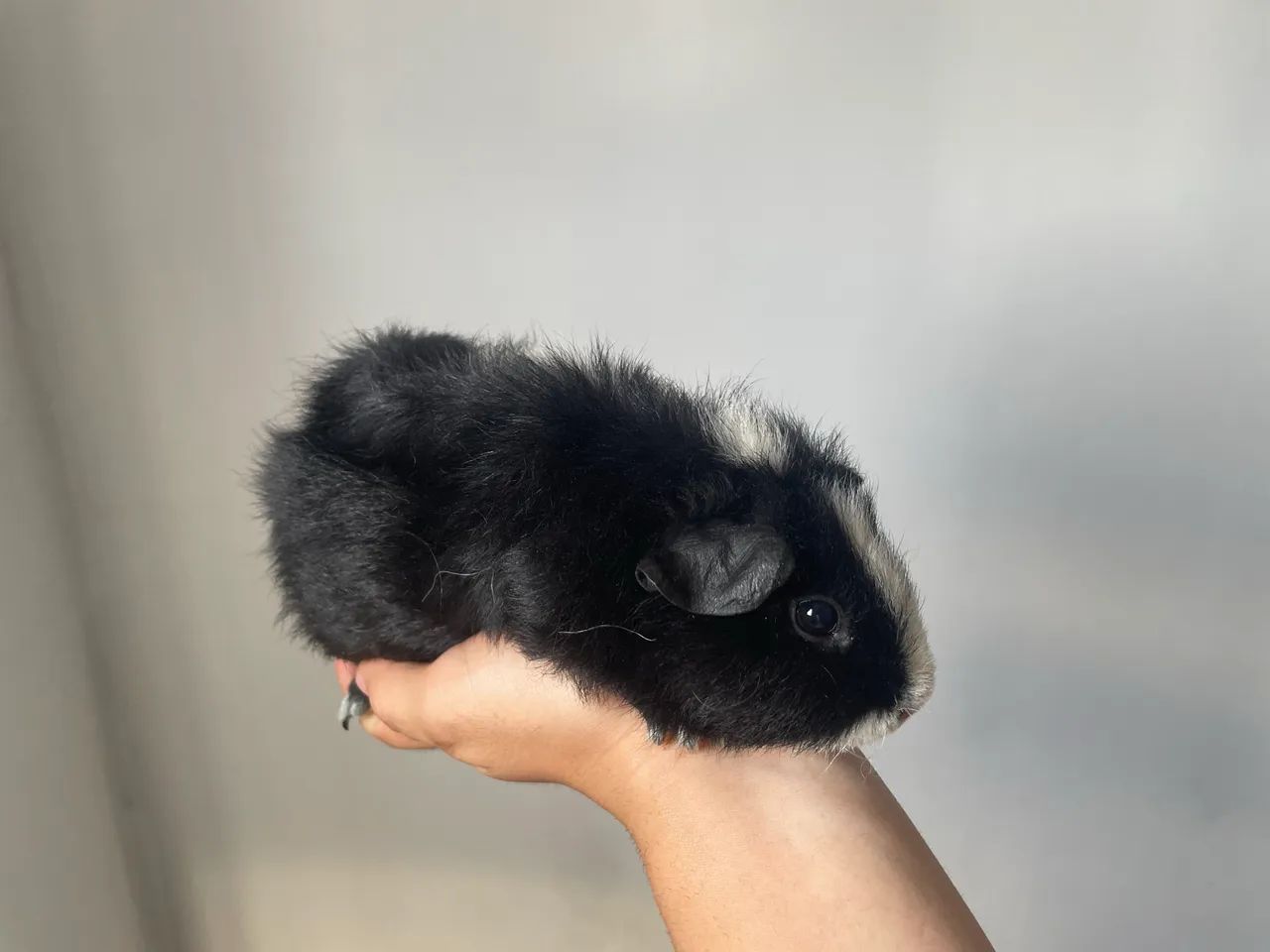 Porquinho da índia  - Foto 4