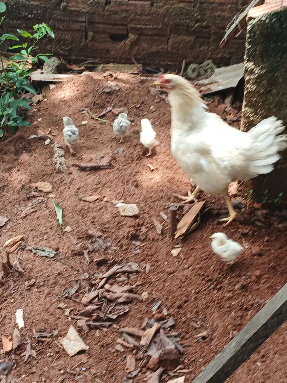 Galinhas bramha - Foto 4