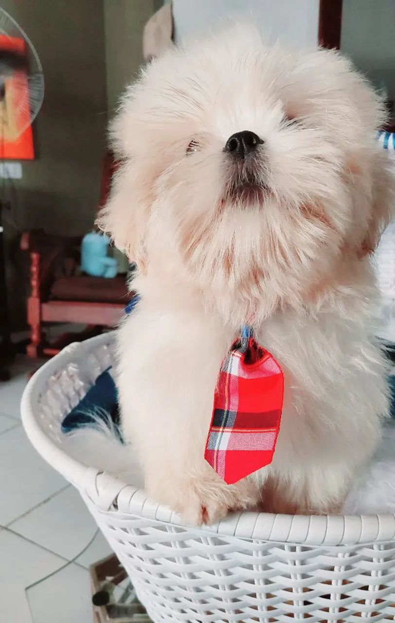Filhote Shih Tzu - Puro, Charmoso e Pronto para Amar! - Foto 4