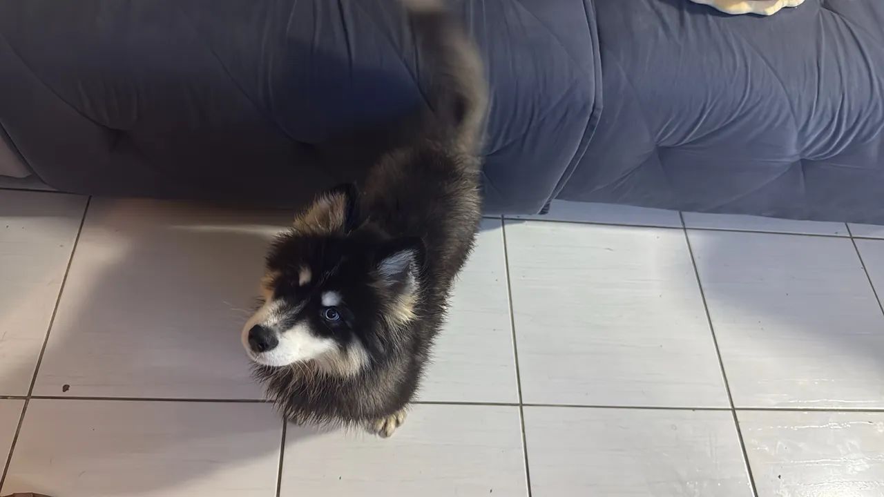 Husky siberiano  - Foto 3