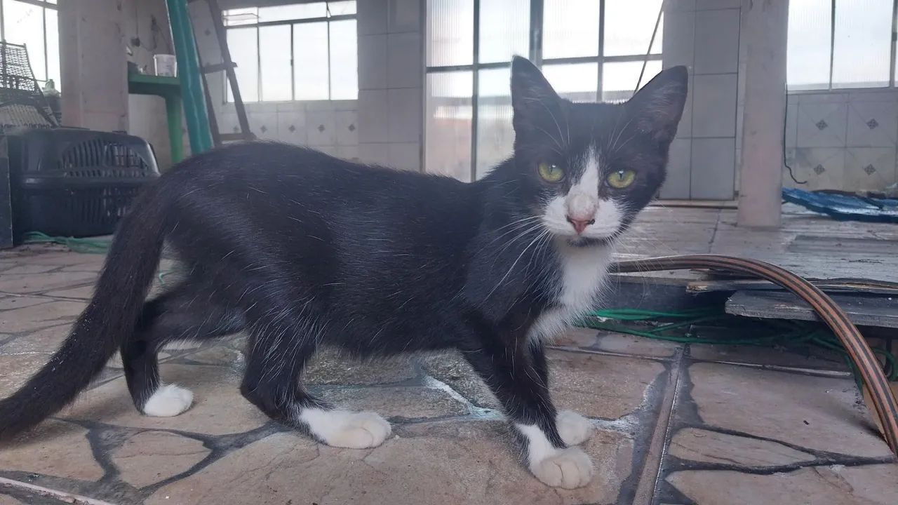 Doação responsável de gatos - Foto 2