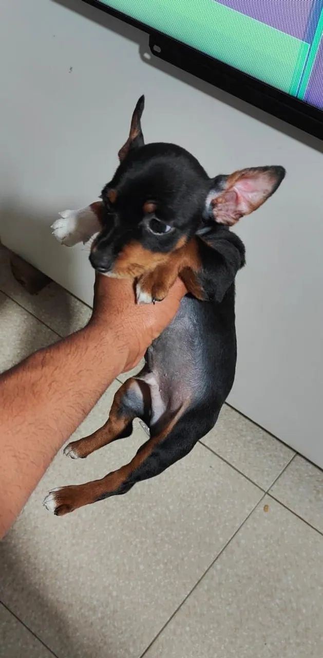 Pinscher  - Foto 2