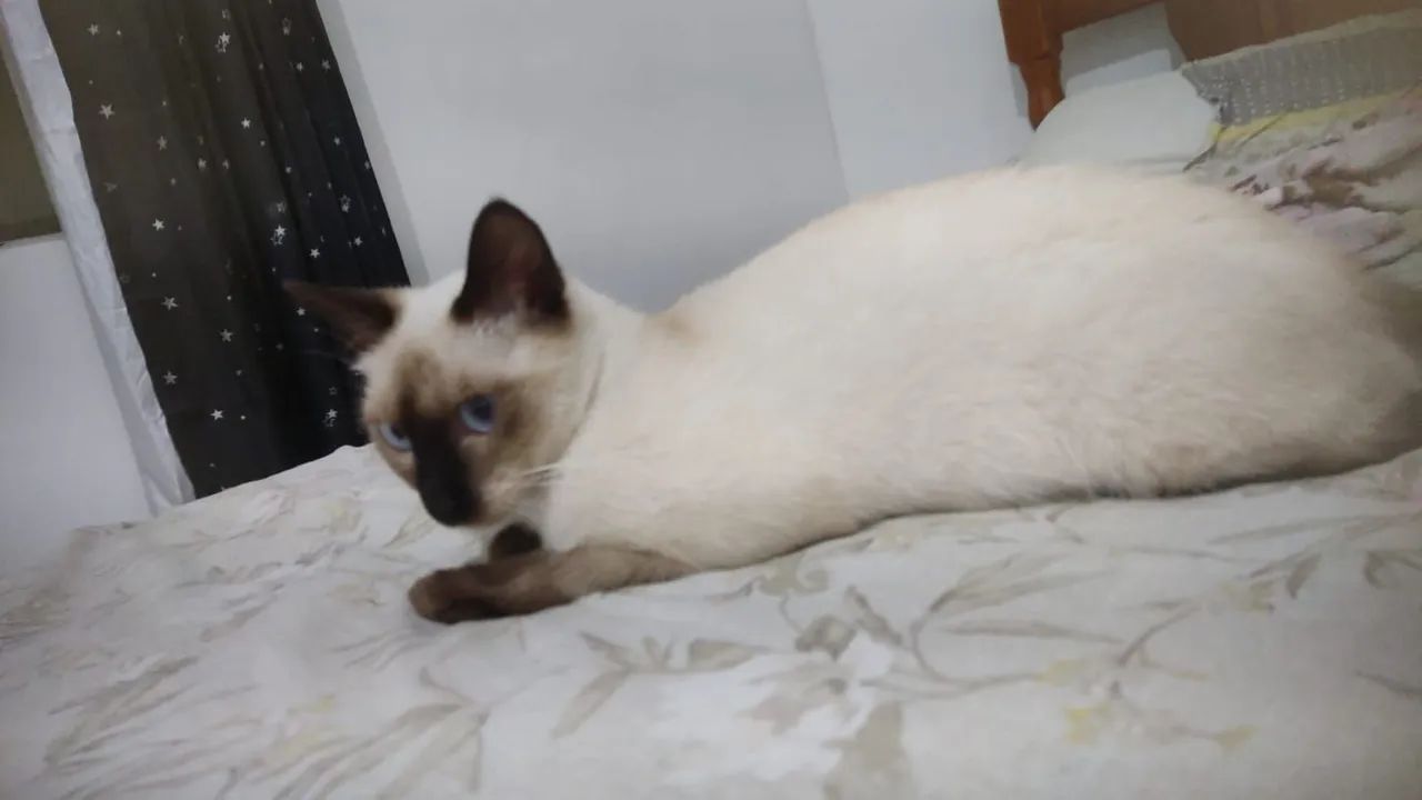 Gata fêmea para adoção filhote siamês 