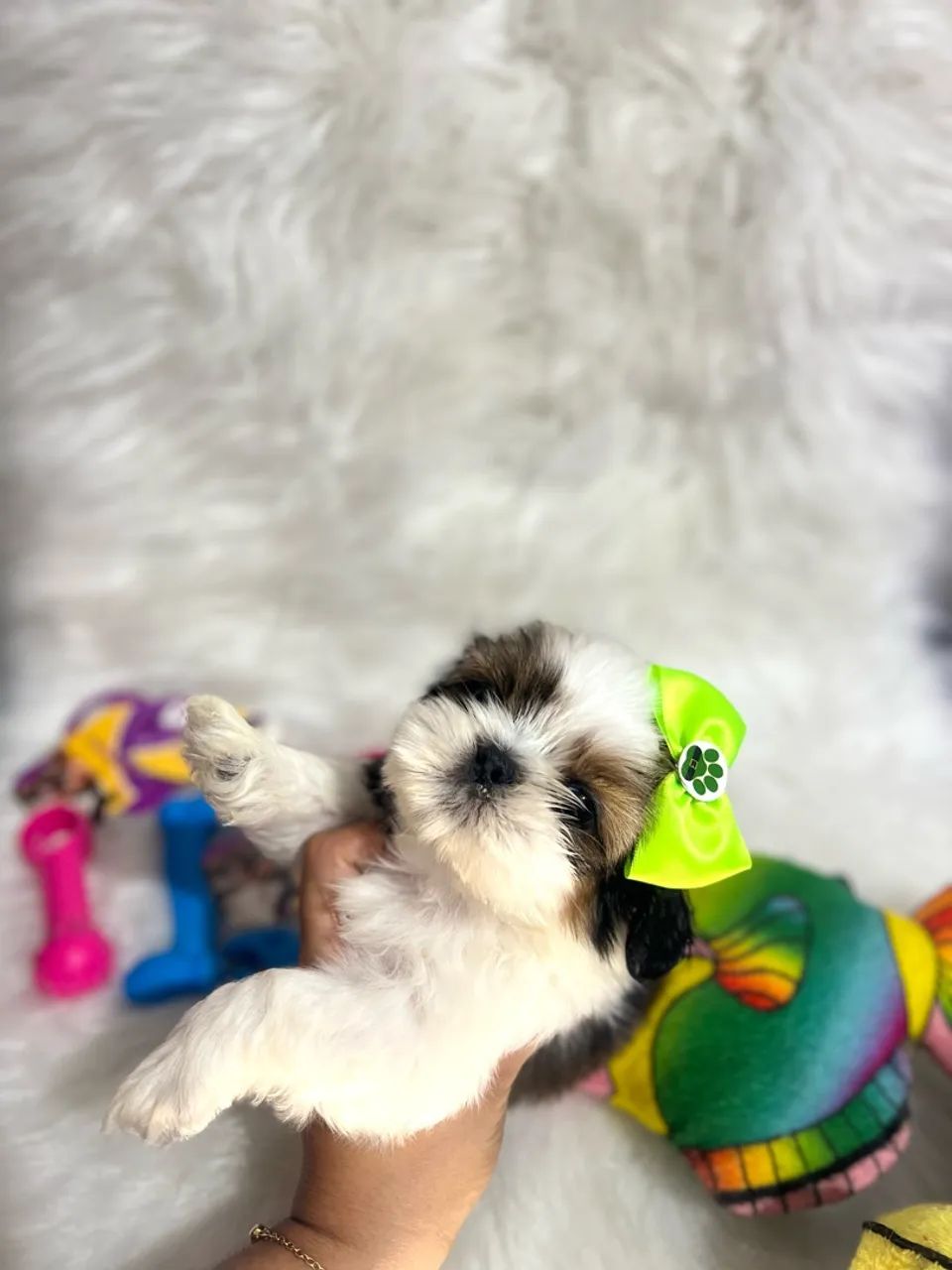 Shitzu  - Foto 2