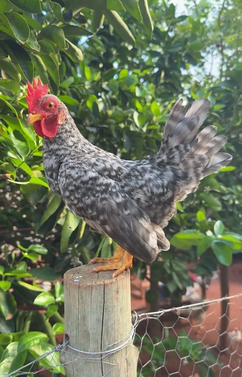 Franguinho garnize - Foto 4