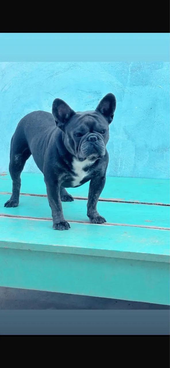 Buldogue francês  - Foto 2