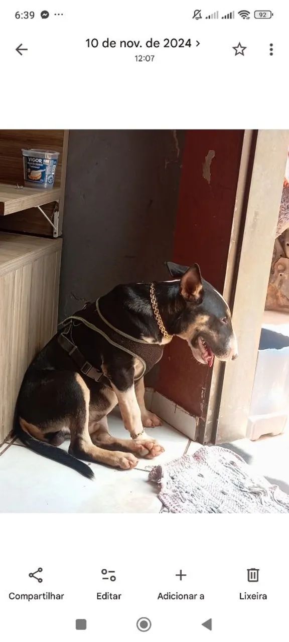 Disponível para procriação  - Foto 2