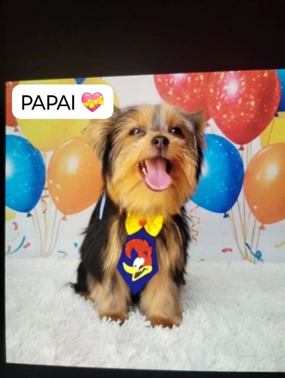 FÊMEA MINI  - Foto 3
