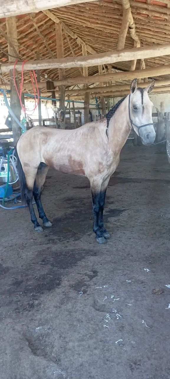 Garanhão mángalarga marchador com registro provisório  - Foto 2