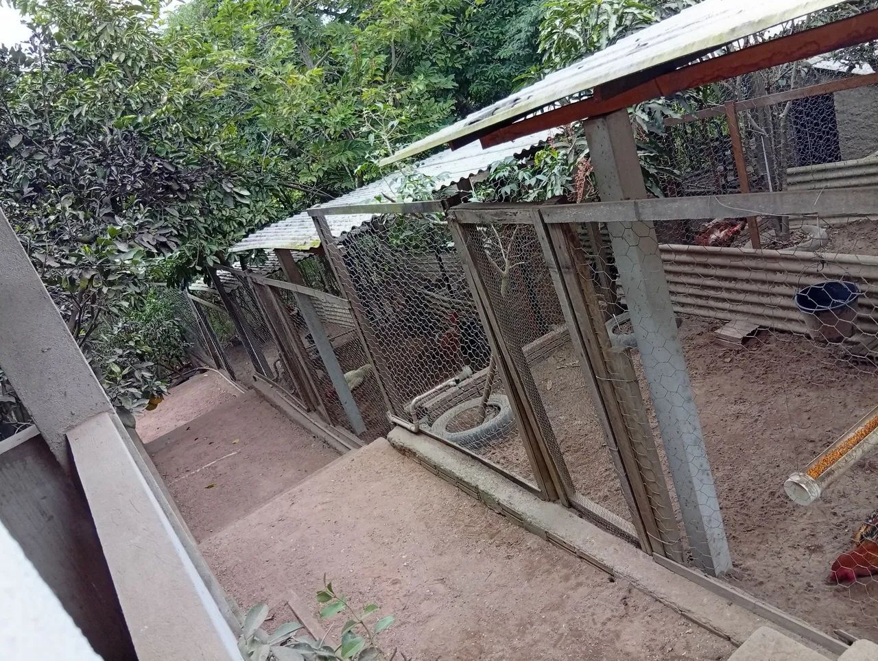 Terrenos e sítio  - Foto 4