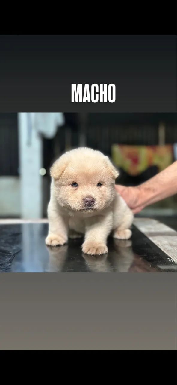 Chowchow  - Foto 4