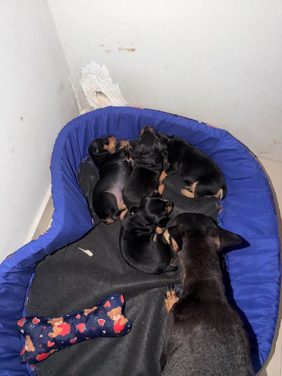 Animais de estimação