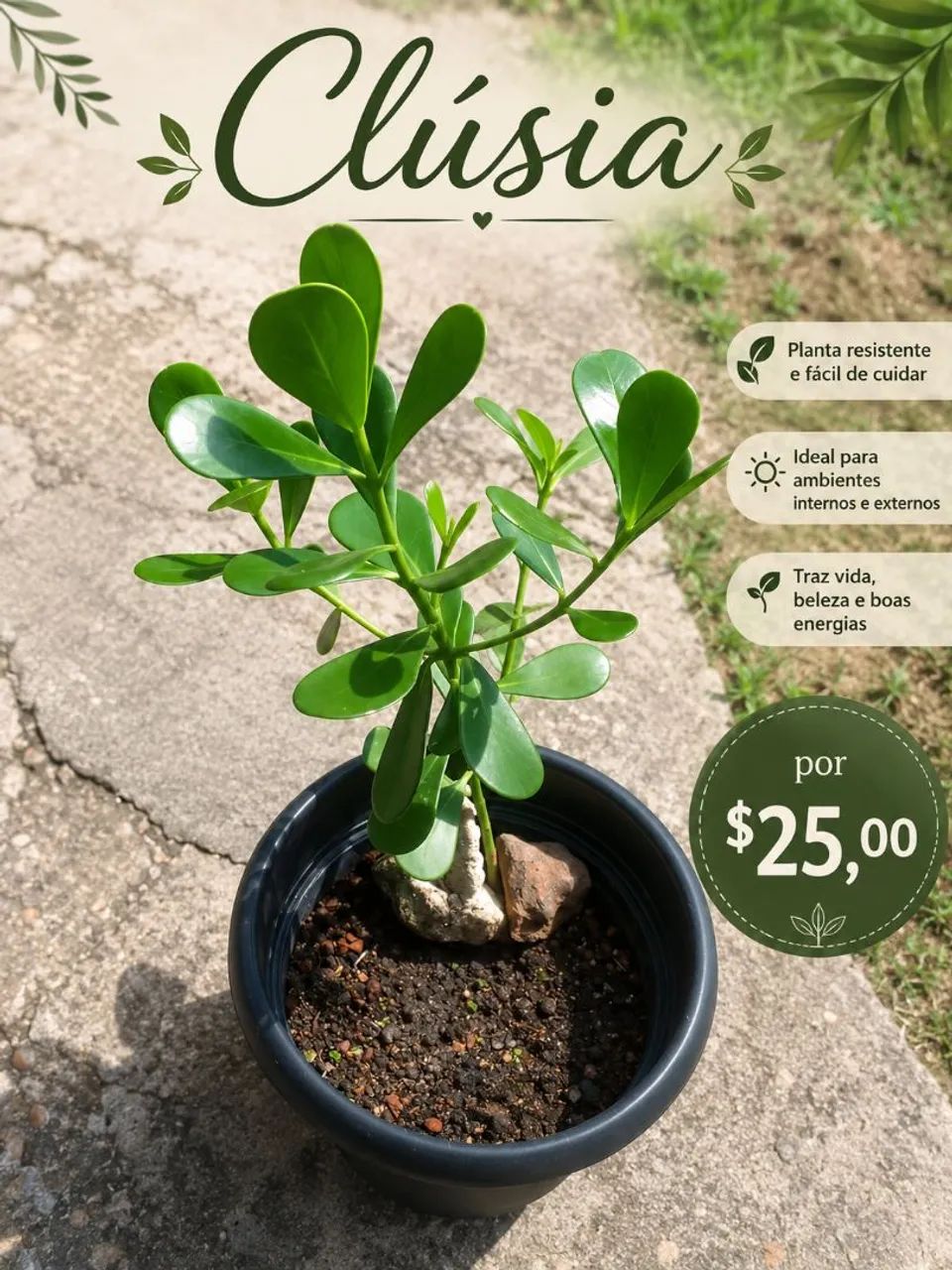 Plantas  - Foto 2