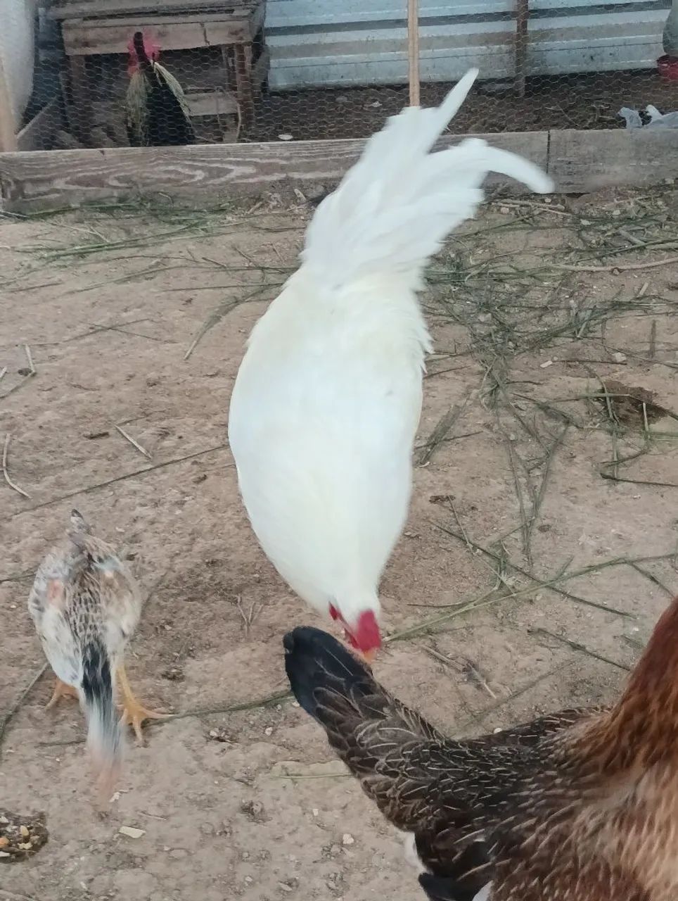 Galo - Foto 3