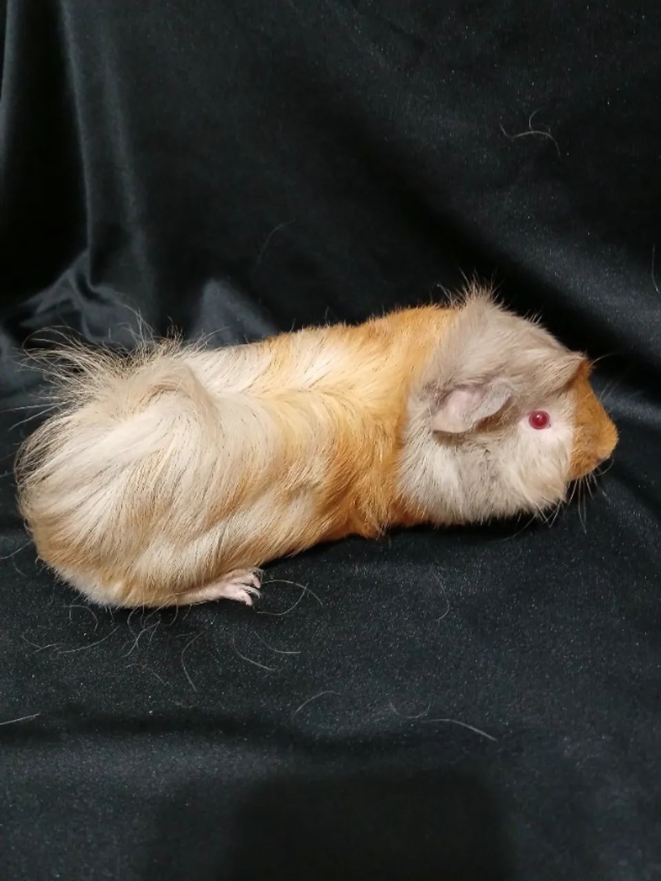 Porquinho da Índia  - Foto 6