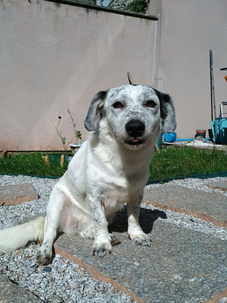Doação cachorra adulta, castrada e vacinada - Foto 4