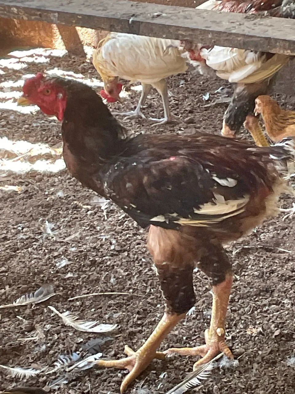 Esterco de galinha