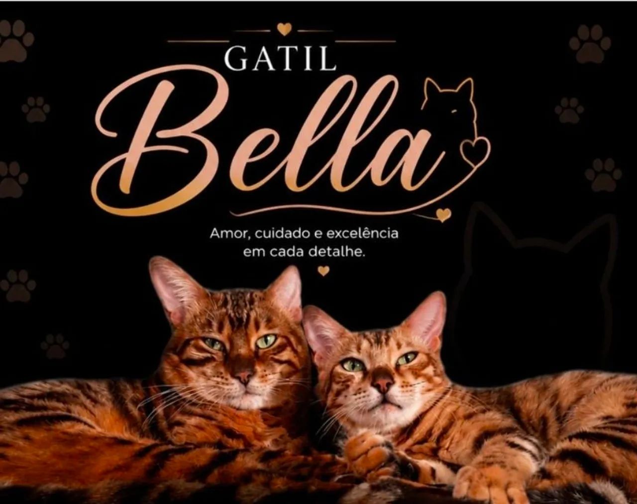 Bengal Disponível  - Foto 3