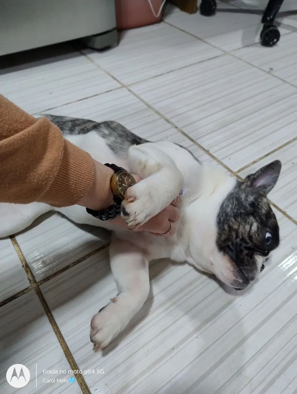 Bulldog Francês  - Foto 5