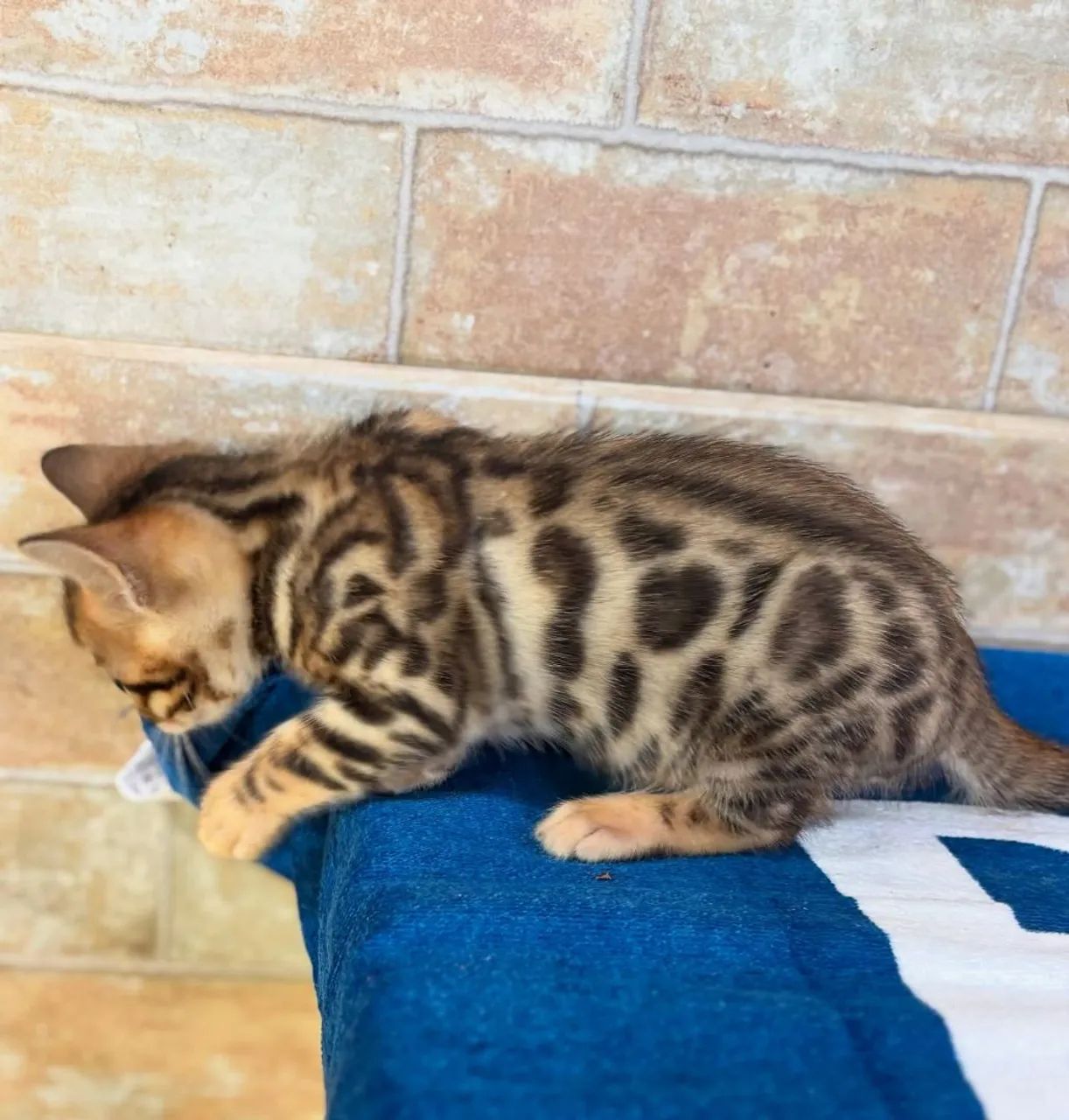 BENGAL CAT MACHO  - Foto 4