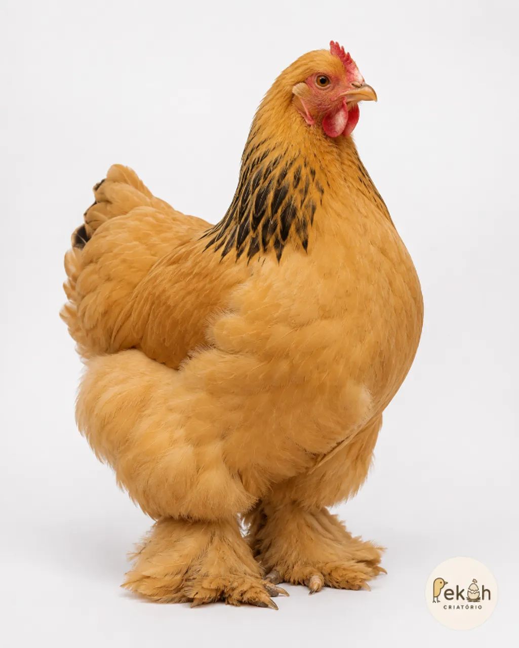 Brahma Buff Galinha - Foto 2